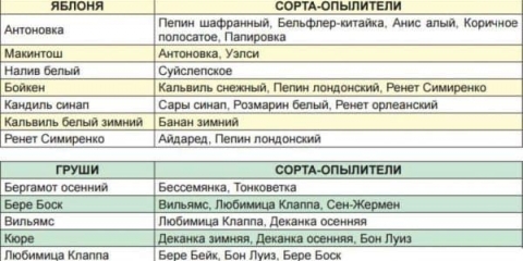 Na kojoj udaljenosti treba saditi kruške radi oprašivanja?